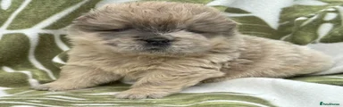 Chow Chow Puppy 4