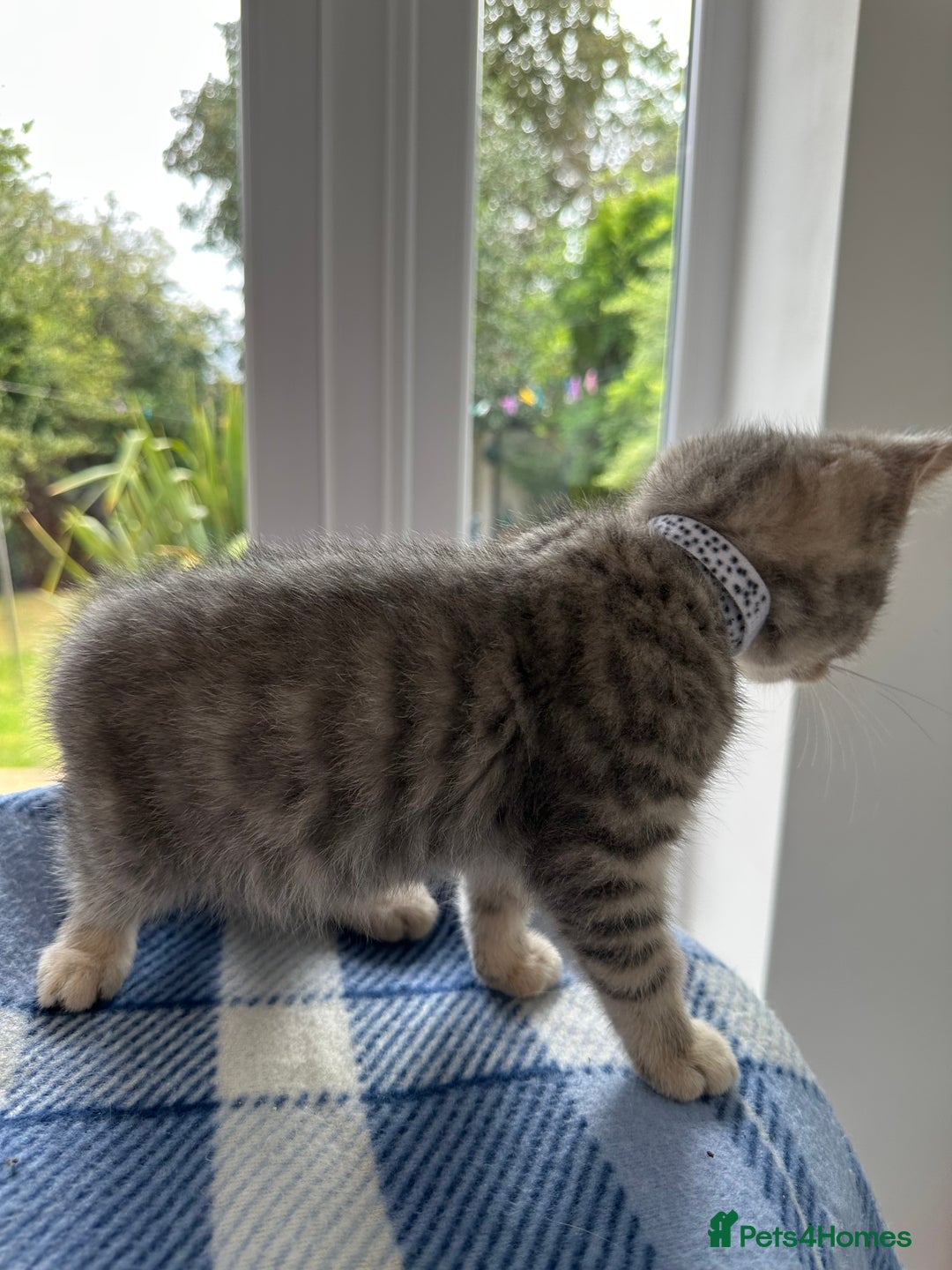 British Shorthair cats for sale: Purebred British Shorthair Grey Stripe Kittens - Image 17