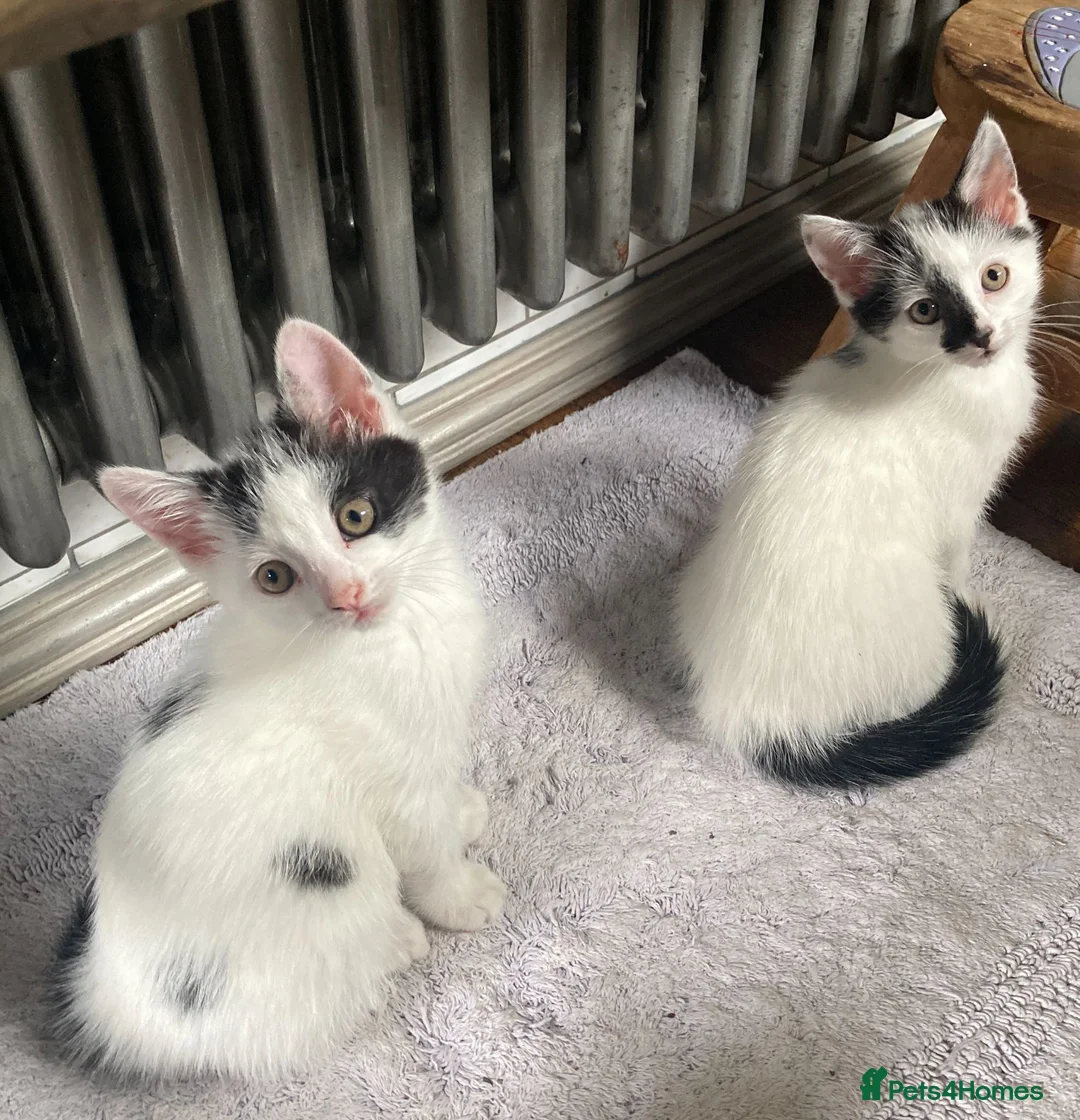 Turkish Van cats for sale: Gorgeous Turkish Van Kittens in Potters Bar - Advert 40