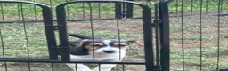 Jack Russell dogs for sale: 2 remaining Traditional Jack Russell’s  - Advert 4