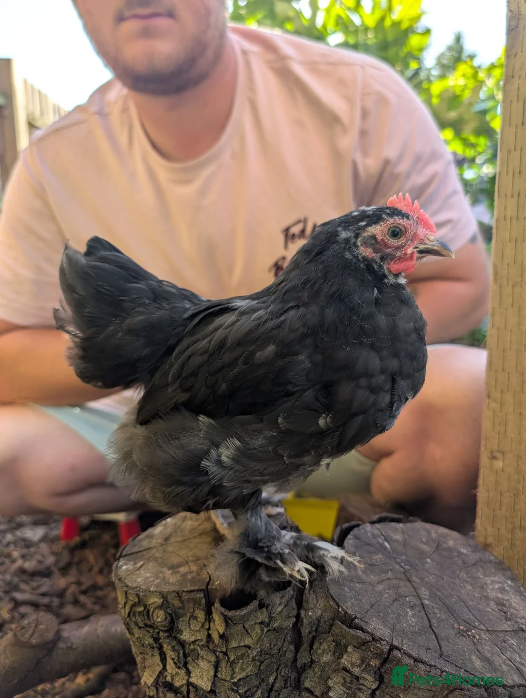 Chickens poultry for sale: Pekin bantam Cockerels  in Leicester - Advert 1