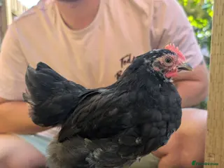 Chickens poultry Pekin bantam Cockerels - Advert 2
