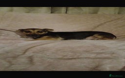 Mixed Breed dogs for sale: 2 beautiful jack russel x Chihuahua - Image 3