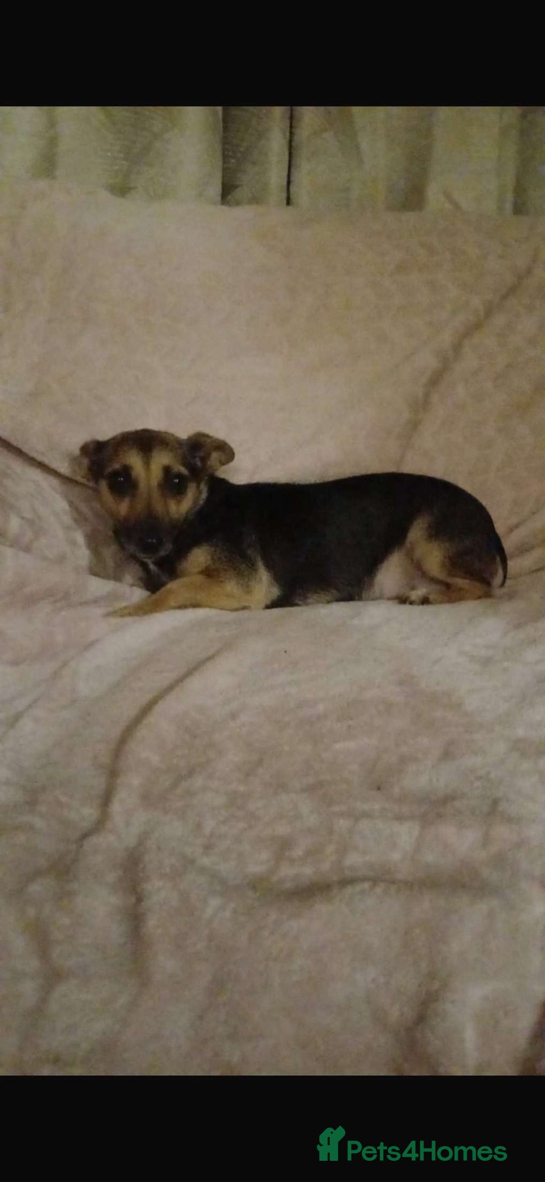 Mixed Breed dogs for sale: 2 beautiful jack russel x Chihuahua - Image 3