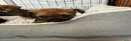 Border Terrier dogs for sale: Stunning Border Terrier Pups - Advert 10