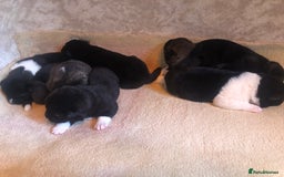 Akita dogs for sale: 7 bear faced American Akitas puppies  - Image 3