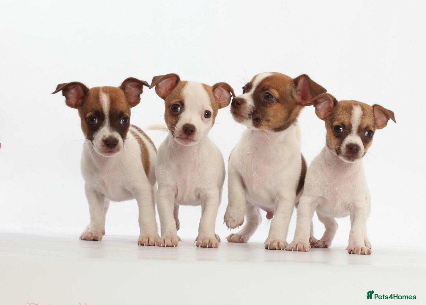 Jack Russell dogs Adorable mini Jack Russell babies  - Advert 1