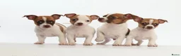 Jack Russell dogs for sale: Adorable mini Jack Russell babies  - Advert 7
