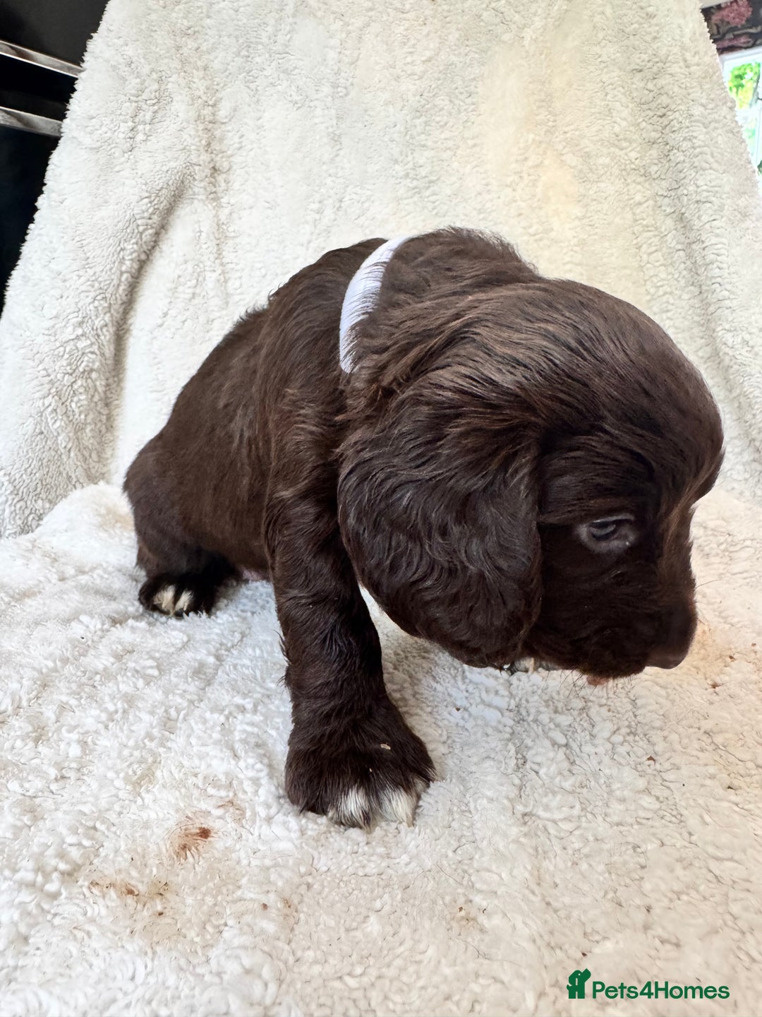 Sprocker dogs for sale: Gorgeous Homebred Sprocker Puppies - Image 12