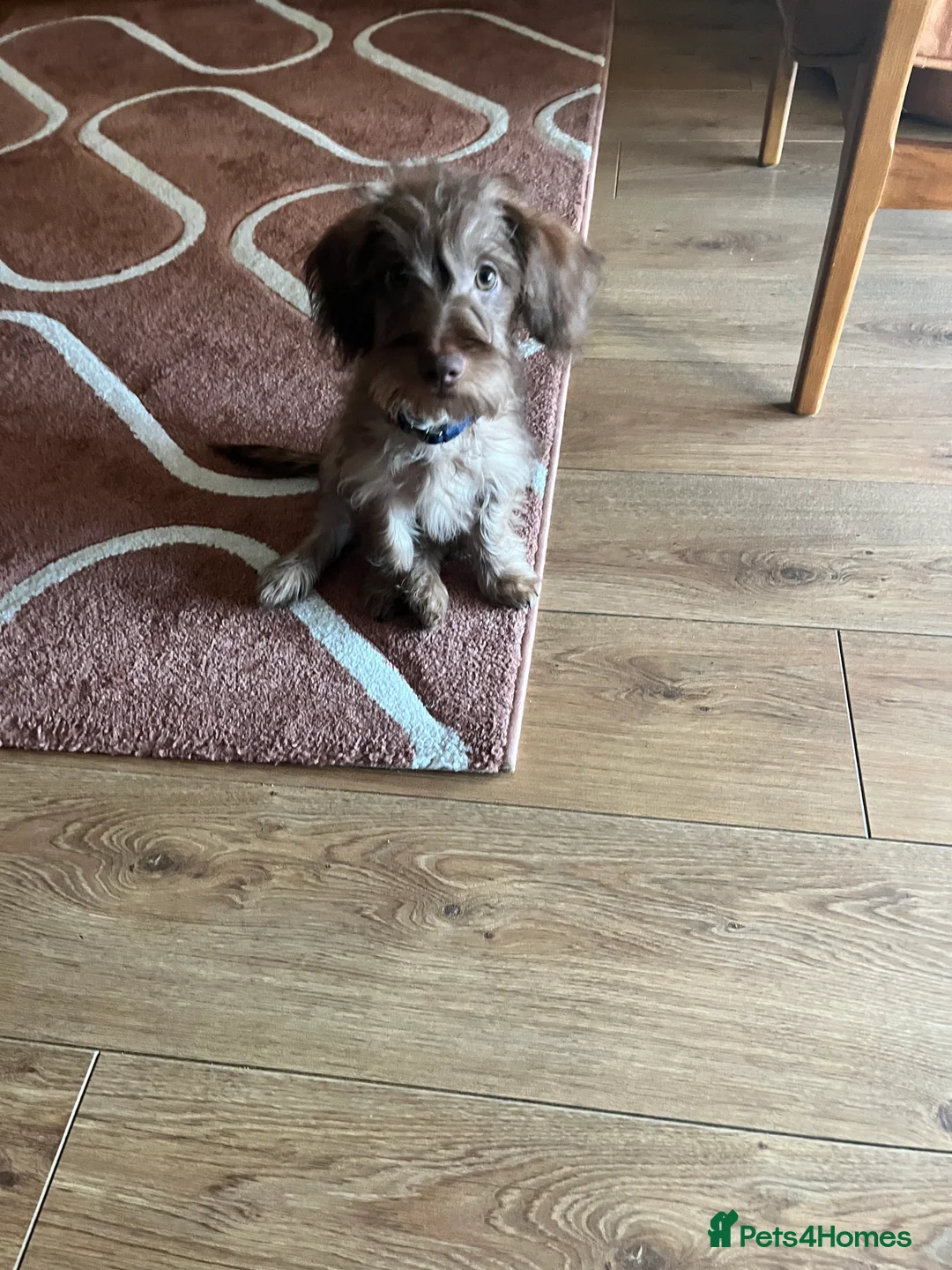 Miniature Dachshund dogs for sale: Beautiful puppy  - Advert 1