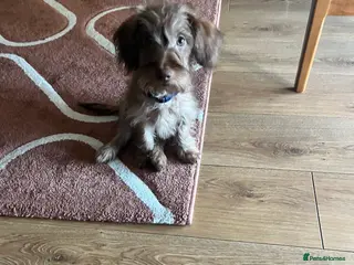 Miniature Dachshund dogs Beautiful puppy - Advert 1