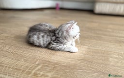 British Shorthair cats for sale: GCCF BSH Chinchilla Rare, Beautiful Kittens - Image 16