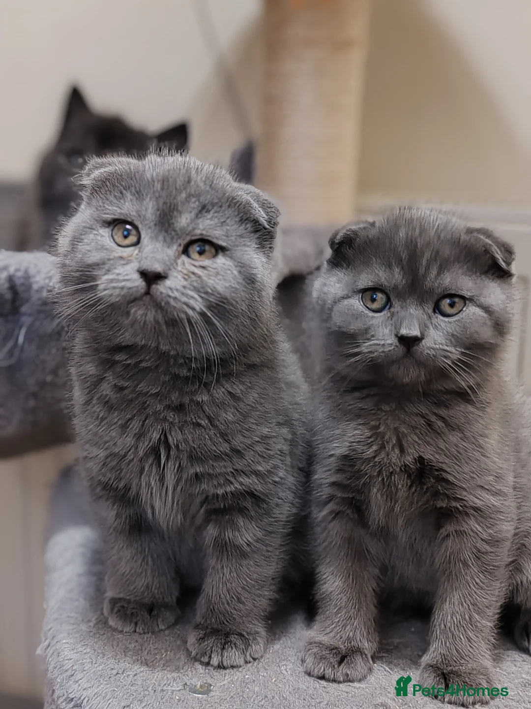 Scottish Fold cats for sale: Adorable Scottish Fold kittens - Advert 1