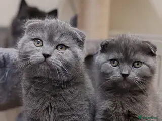 Scottish Fold cats Adorable Scottish Fold kittens - Advert 17