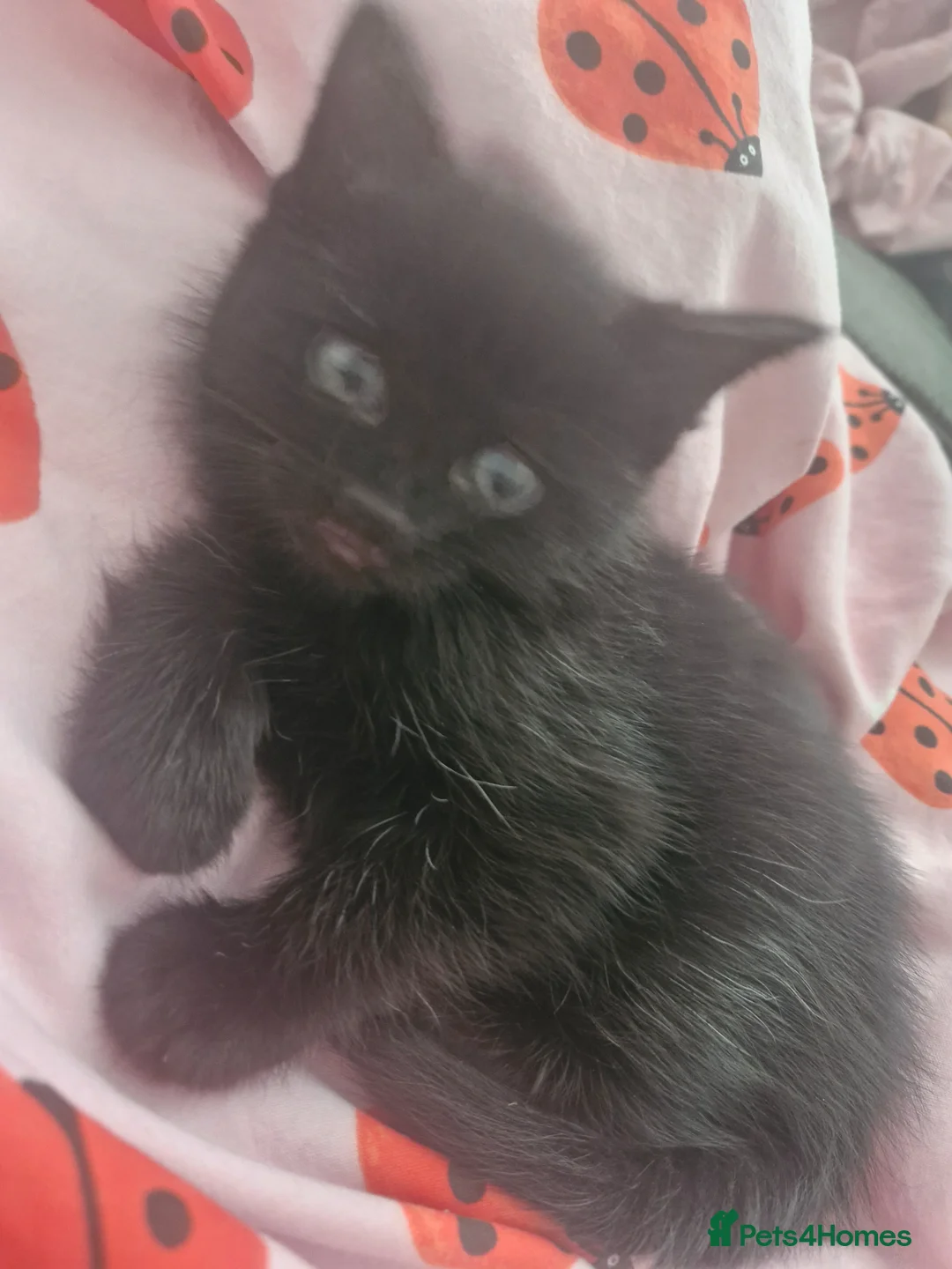 Mixed Breed cats for sale: Beautiful kittens mixed bengal  - Advert 2