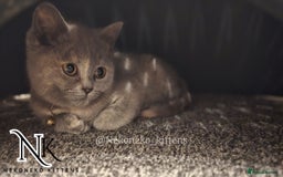 British Shorthair cats for sale: ❗️❗️2 LEFT❗️❗️CHUNKY ADORABLE FLUFF BALLS in Ilkeston - Image 12