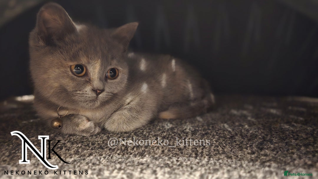 British Shorthair cats for sale: ❗️❗️2 LEFT❗️❗️CHUNKY ADORABLE FLUFF BALLS in Ilkeston - Image 12