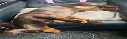 Dachshund dogs for sale: 2 year old male dachshund (GARY) - Advert 2