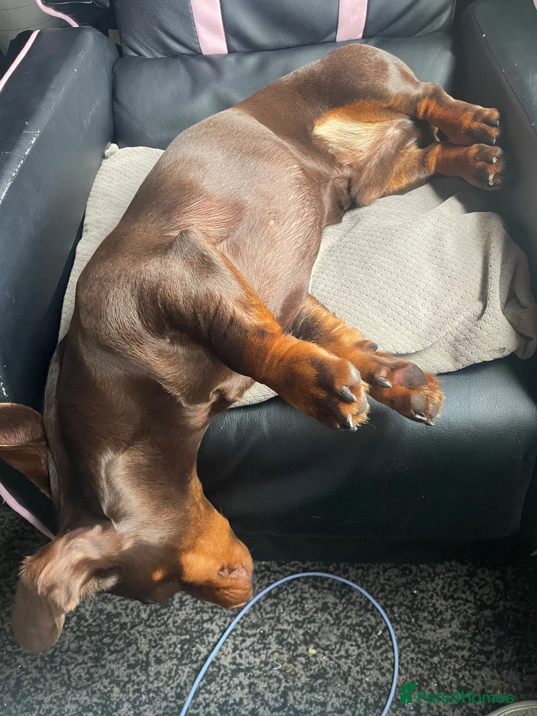 Dachshund dogs for sale: 2 year old male dachshund (GARY) - Advert 2