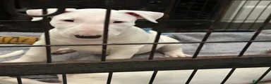 English Bull Terrier 4