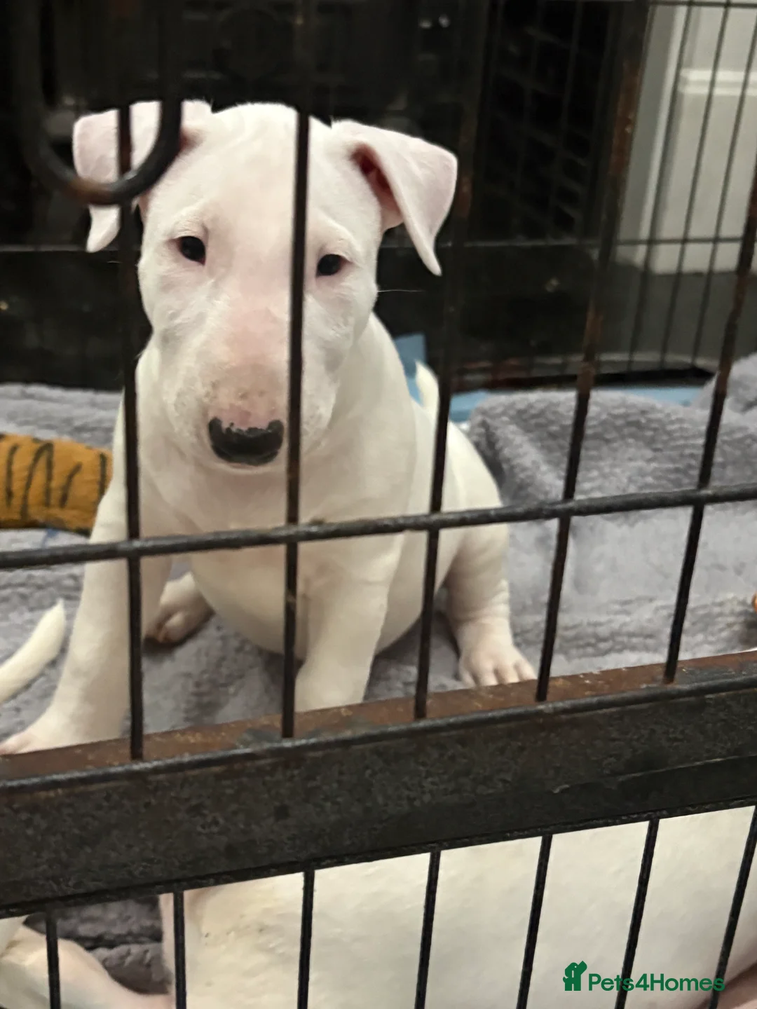 English Bull Terrier dogs for sale: beautiful KC registered bull terrier pups - Advert 2