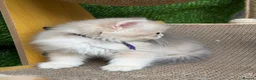British Shorthair cats for sale: British Sh/Longhair golden kittens GCCF  - Advert 16