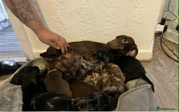 Miniature Dachshund dogs for sale: Miniature Dachshund  - Advert 11