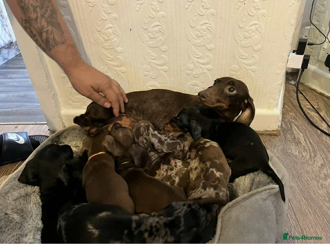 Miniature Dachshund dogs for sale: Miniature Dachshund  - Advert 11