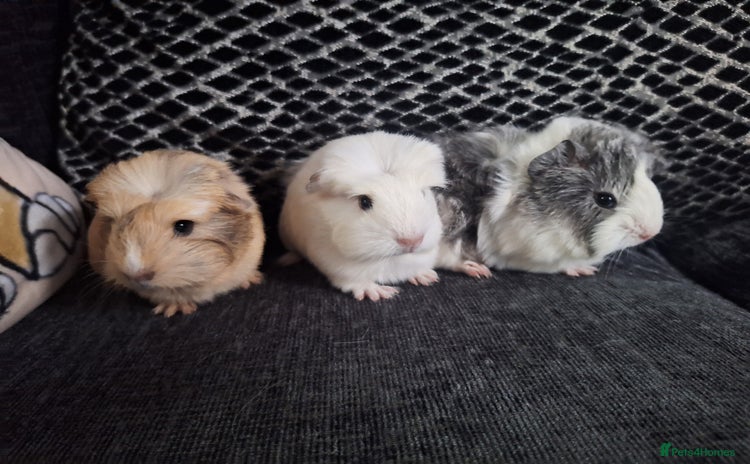 Guinea Pig rodents - Advert 3