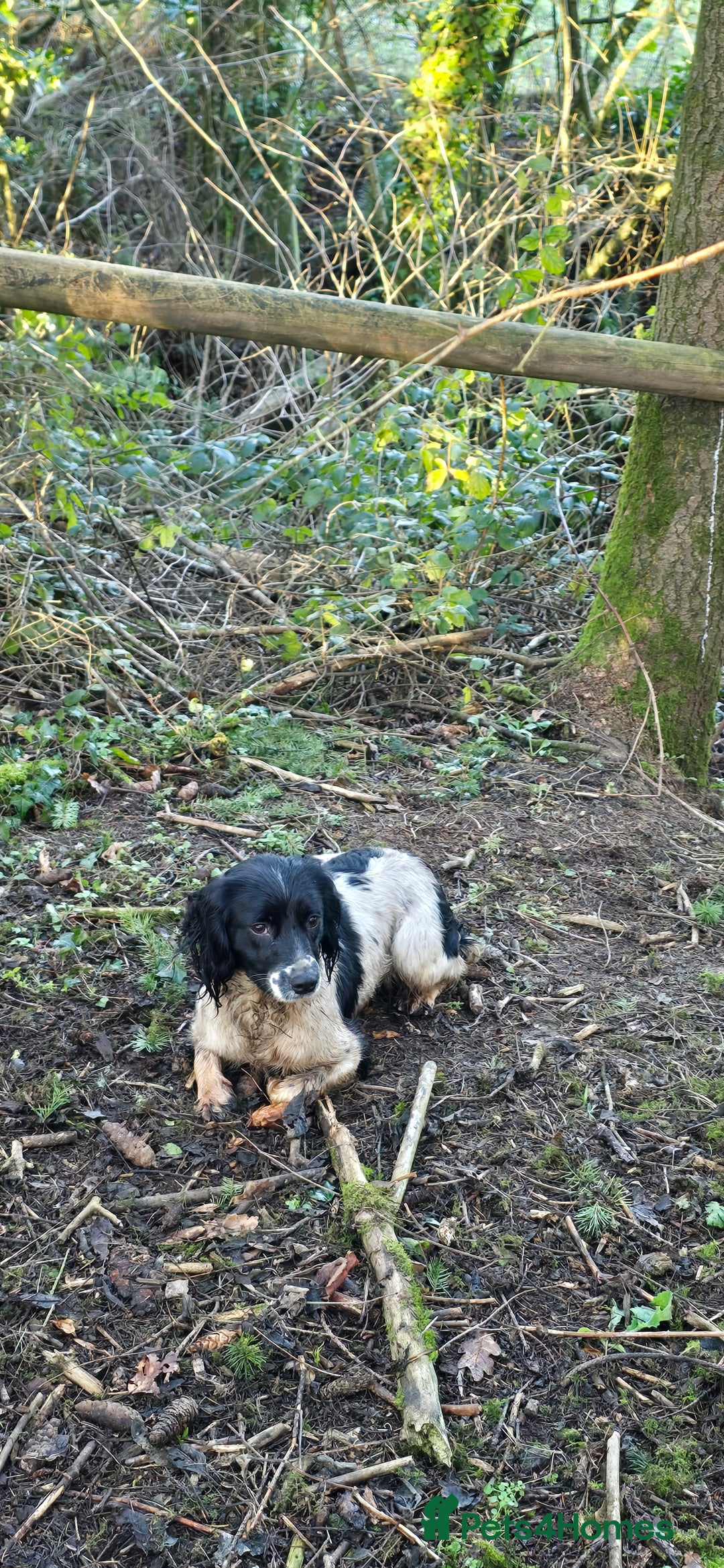 English Springer Spaniel dogs for sale: Part Trained Gun Dog  - Advert 3
