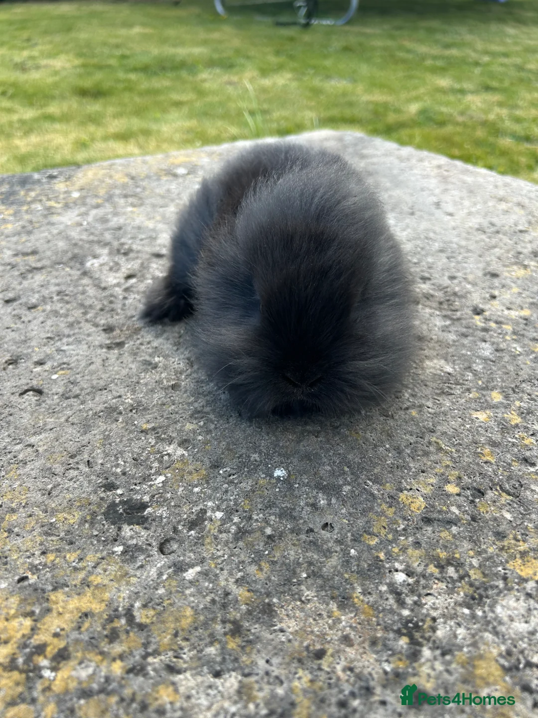 Lionhead rabbits for sale: 5 lion head babies  in Poole - Advert 22