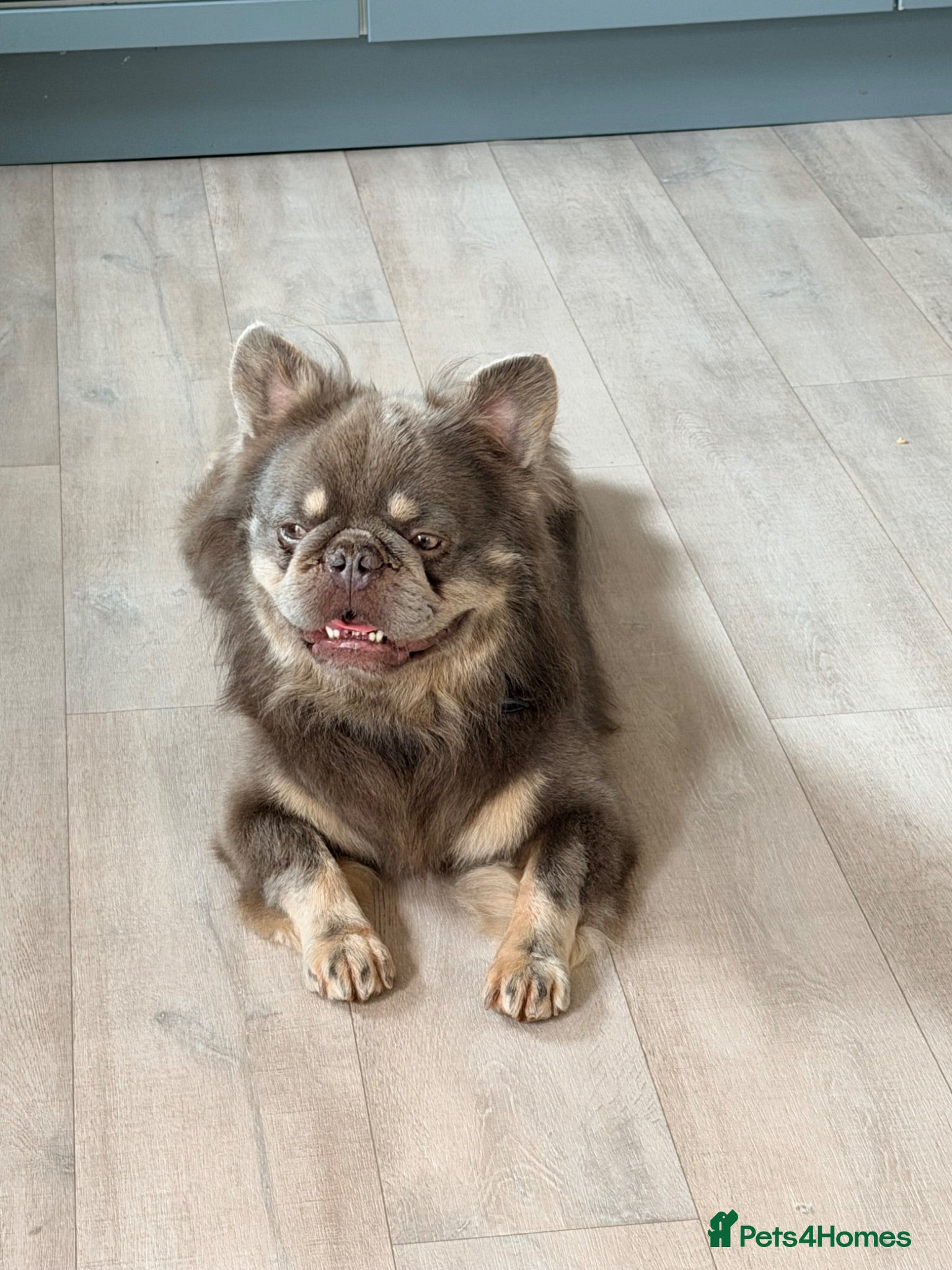 French Bulldog dogs Gorgeous Fluffy frenchie boy - Advert 2