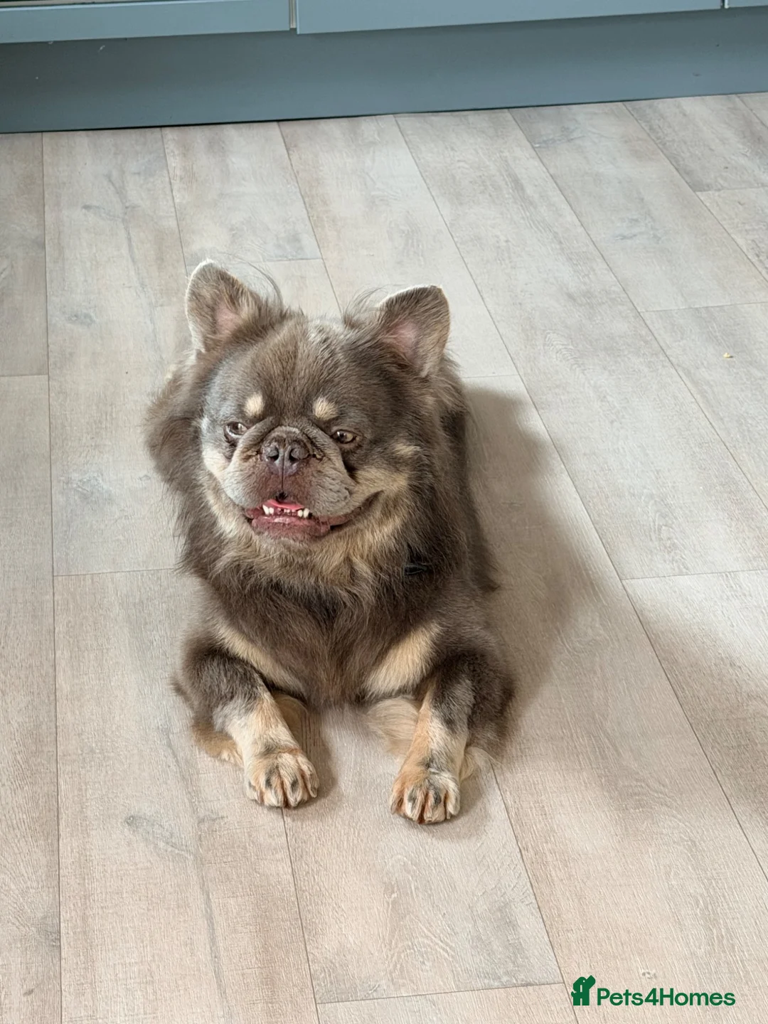 French Bulldog dogs for sale: Gorgeous Fluffy frenchie boy - Advert 1