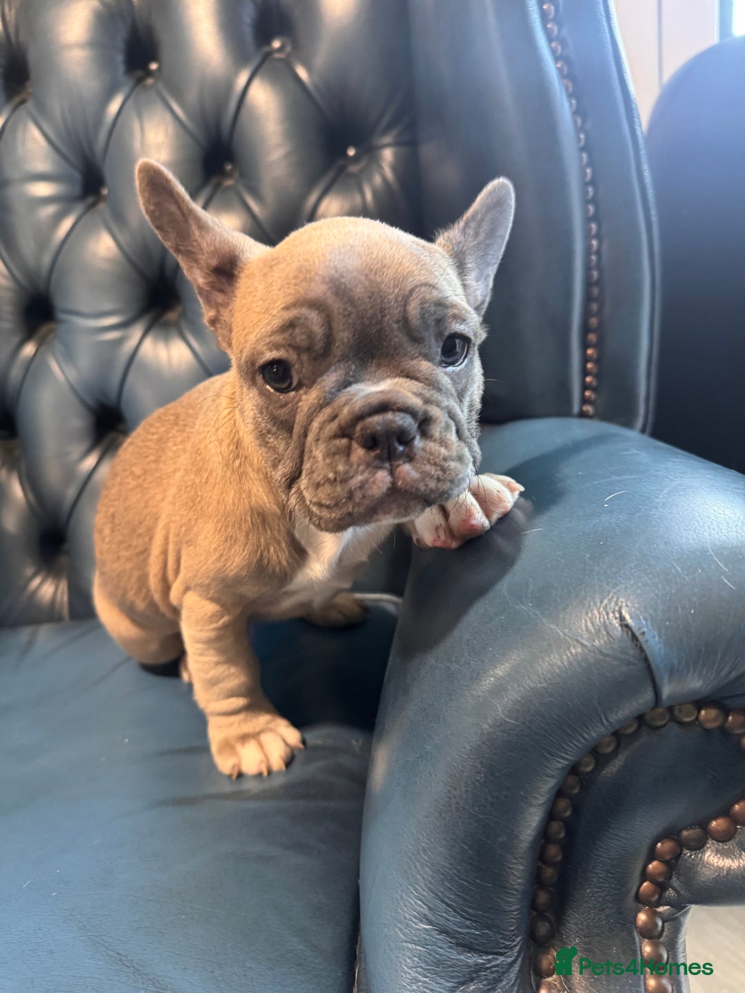 French Bulldog dogs for sale: French bulldogs puppies - Image 4