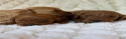 Mixed Breed dogs for sale: 🌟 MALTIPOO X COCKAPOO PUPPIES 🌟  - Advert 16