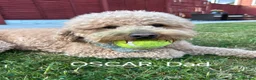 Cavapoo dogs for sale: 5 Gorgeous Cavapoo Puppies  - Advert 19