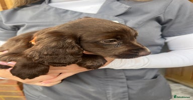 Cocker Spaniel dogs - Advert 13