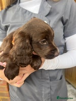 Cocker Spaniel dogs - Advert 11