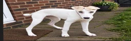 Saluki dogs for sale: 3/4 Saluki bitch pup, fantastic linage  - Advert 6