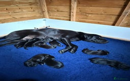 Labrador Retriever dogs for sale: Stunning Labrador KC Registered Puppies - Image 8