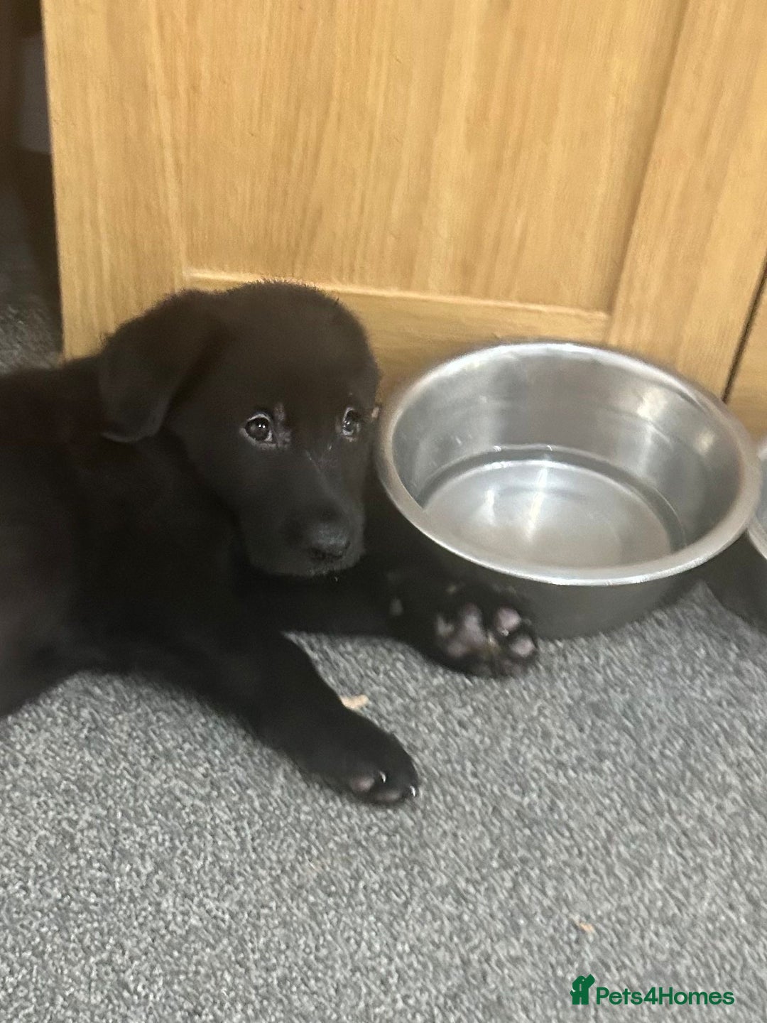Mixed Breed dogs for sale: 6 lab cross german shepherd beautys - Image 10