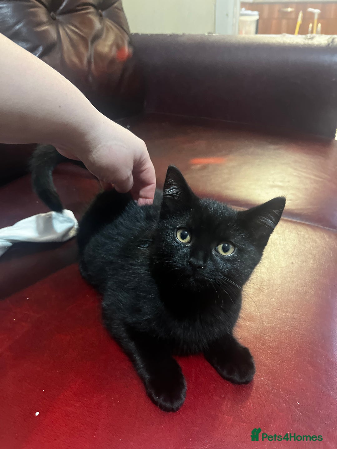 British Shorthair cats for sale: 2 little boys looking for home  - Advert 3