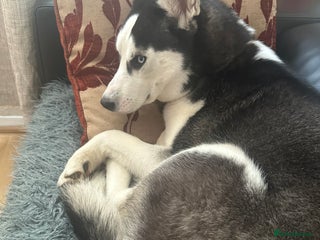 Siberian Husky dogs Siberian Huski in Bishop's Stortford - Advert 11