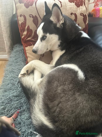 Siberian Husky dogs Siberian Huski in Bishop's Stortford - Advert 12