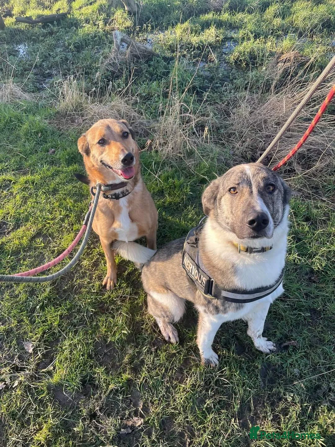 Mixed Breed dogs for adoption: Meet Kane, currently residing in Cheshire  in Nantwich - Advert 9