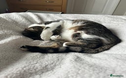 British Shorthair cats for sale: Affectionate 18 month old girl cat for rehoming - Image 3