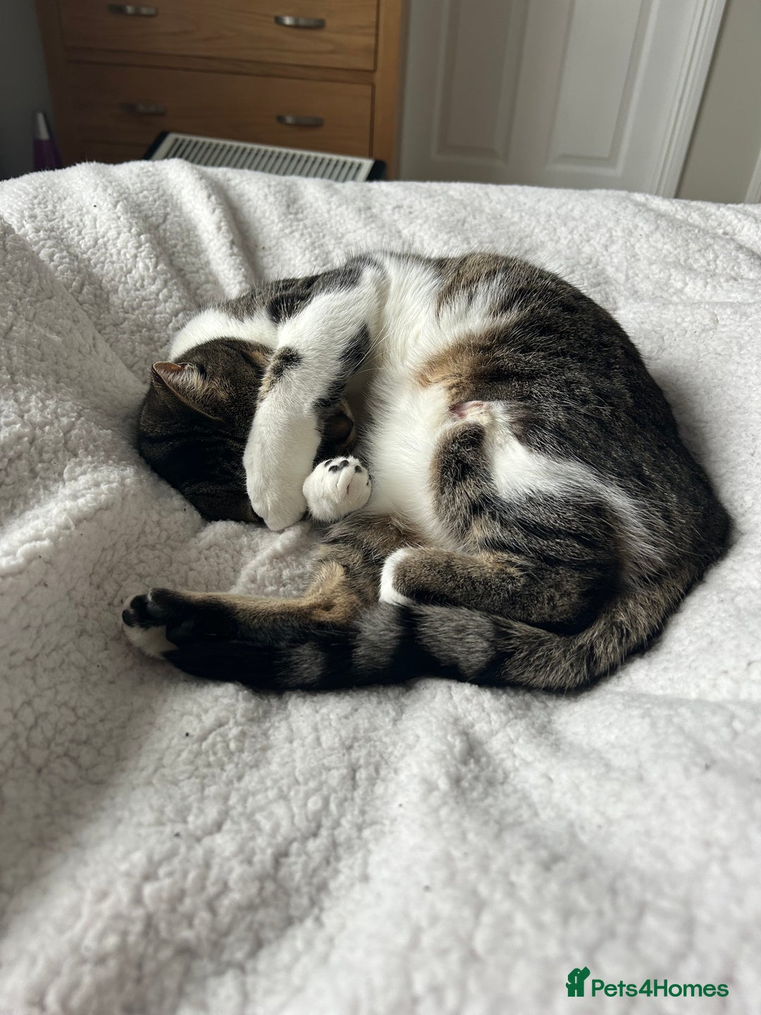 British Shorthair cats for sale: Affectionate 18 month old girl cat for rehoming - Image 3