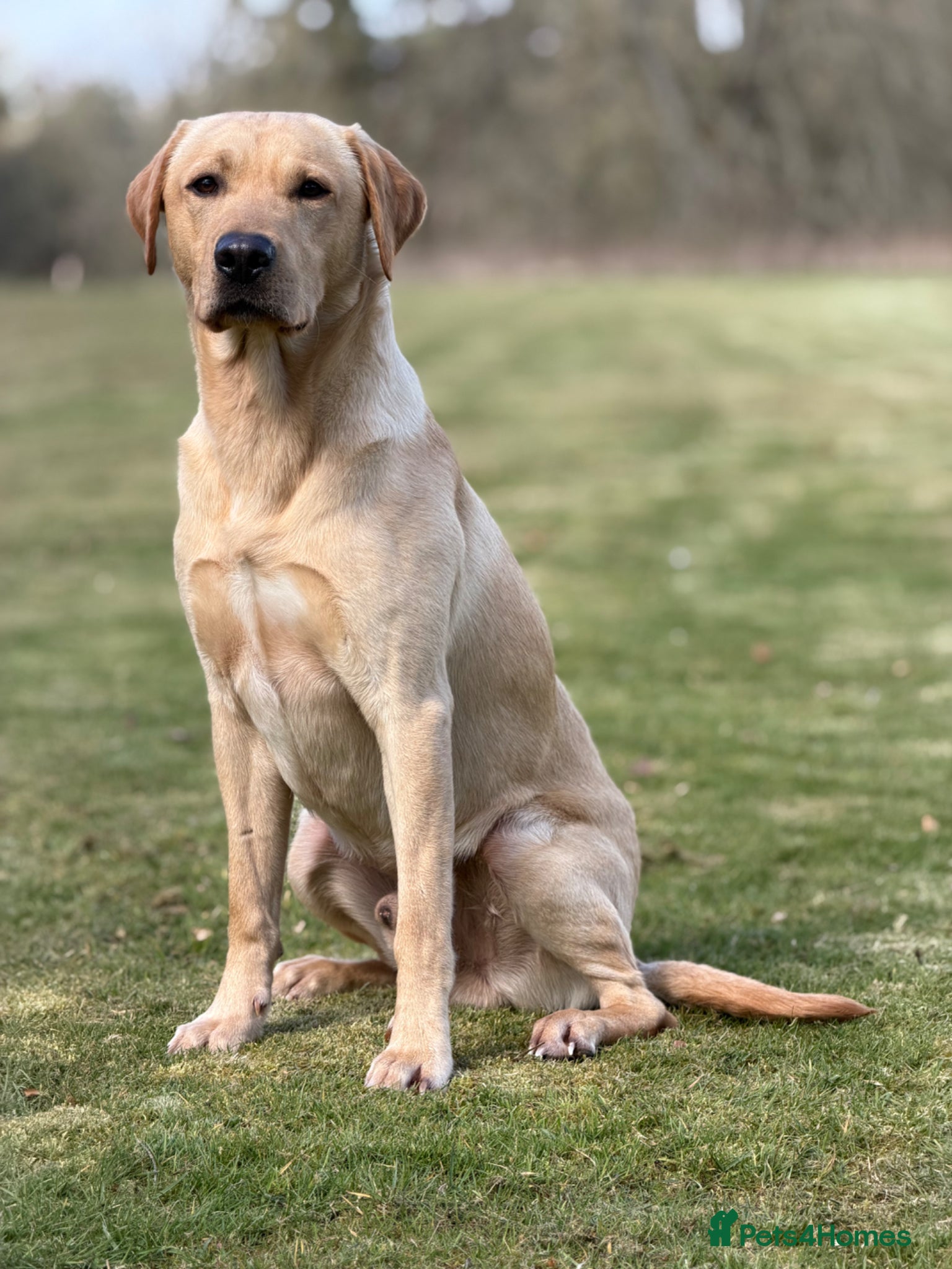 Labrador Retriever dogs Strong Fully Health Tested Labrador Stud - Advert 1