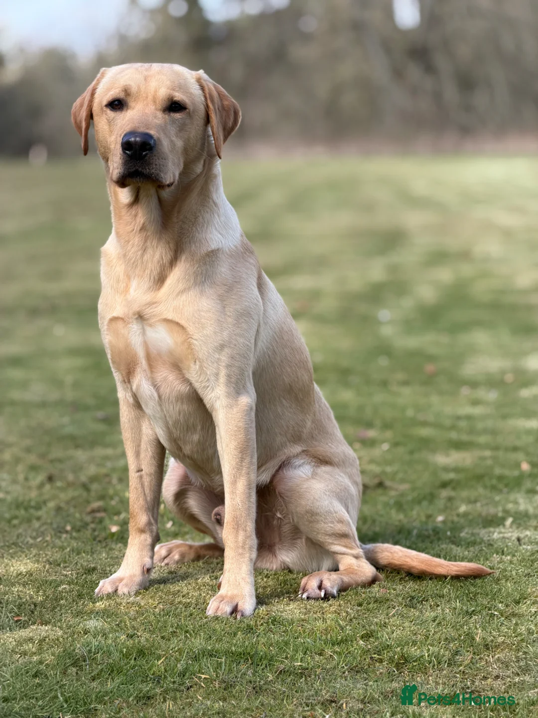 Labrador Retriever dogs for stud: Strong Fully Health Tested Labrador Stud in Penicuik - Advert 1
