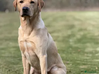 Labrador Retriever dogs for stud: Strong Fully Health Tested Labrador Stud - Advert 1